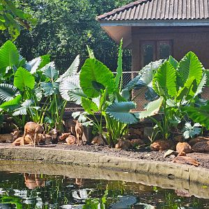 Pinnawala Zoo - Sri Lankan Axis Deer herd