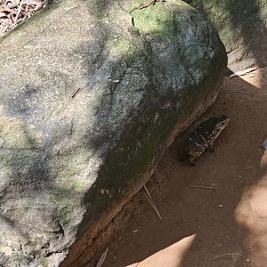 Pinnawala Zoo - Sri Lankan spotted chevrotain (Moschiola meminna)