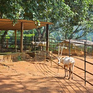 Pinnawala Zoo - Arabian Oryx