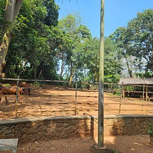 Pinnawala Zoo - Ponies