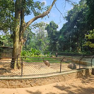 Pinnawala Zoo - Emu Enclosure