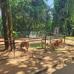 Pinnawala Zoo - Sheep