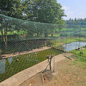 Pinnawala Zoo - Wetland Aviary 1