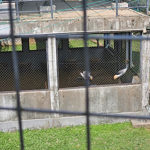 Pinnawala Zoo - Eastern grey crowned cranes below the boardwalk