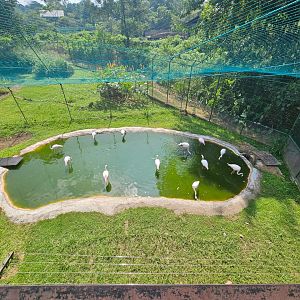 Pinnawala Zoo - Greater Flamingo Aviary