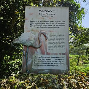 Pinnawala Zoo - Greater Flamingo? No, Grater Flemingo Sign