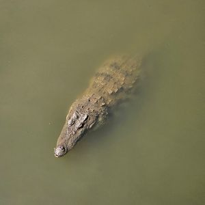 Pinnawala Zoo - Mugger Crocodile
