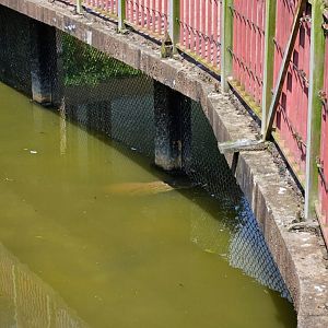 Pinnawala Zoo - Mugger Crocodile under the boardwalk