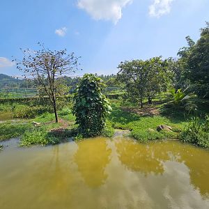 Pinnawala Zoo - Saltwater Crocodile enclosure