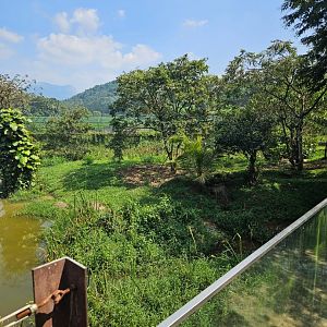 Pinnawala Zoo - Saltwater Crocodile enclosure