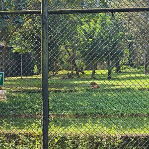 Pinnawala Zoo - Bengal Tiger enclosure