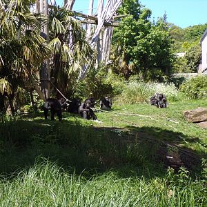 Edinburgh’s chimpanzee troop 20.5.24