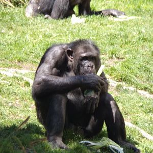 Chimpanzee “Liberius” 20.5.24