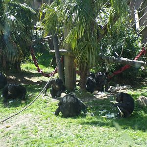 Chimpanzees feeding 20.5.24