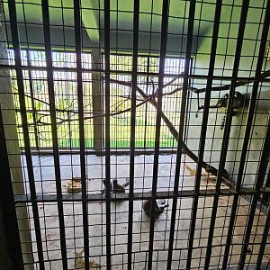 Pinnawala Zoo - Ring-tailed Lemur backstage