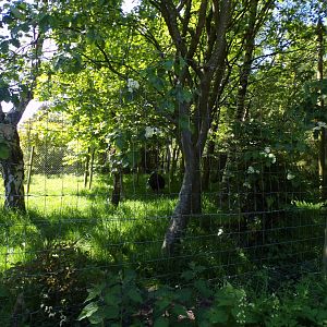 Southern cassowary enclosure 20.5.24