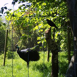 Southern cassowary 20.5.24