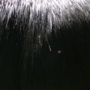 Southern cassowary closeup 20.5.24