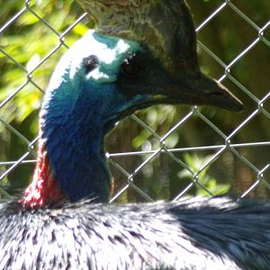 Southern cassowary 20.5.24
