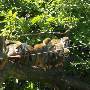 Squirrel monkeys 20.5.24