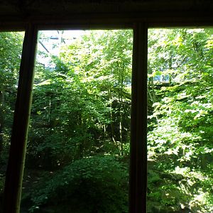 Very green sumatran tiger enclosure 20.5.24
