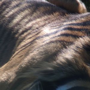 Sumatran tiger closeup 20.5.24