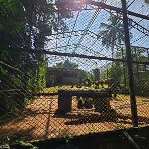 Pinnawala Zoo - Sri Lankan Leopard Separation Cage