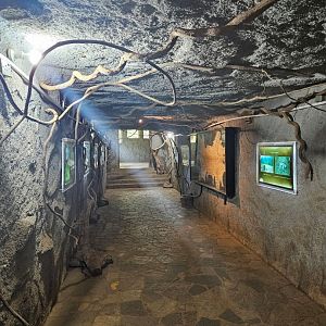 Pinnawala Zoo - Tunnel to viewing area inside main leopard enclosure