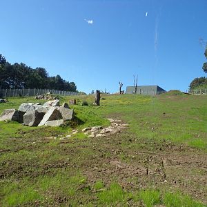 Refurbished gelada enclosure 20.5.24