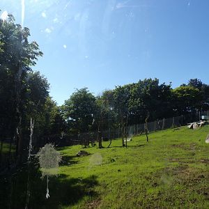 Refurbished gelada enclosure 20.5.24