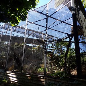 L’hoest’s monkey enclosure 20.5.24