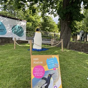 This isn’t a king penguin! 8.6.24