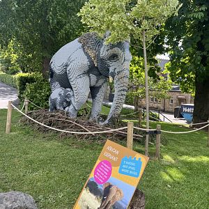 This isn’t an African elephant! 8.6.24