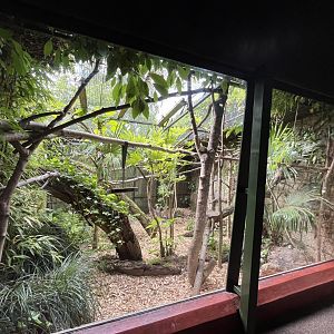 Goeldi’s monkey enclosure (0.5 version) 8.6.24
