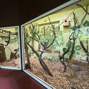 Goeldi’s monkey indoors (0.5 version) 8.6.24