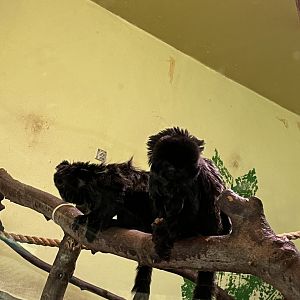 Goeldi’s monkeys 8.6.24