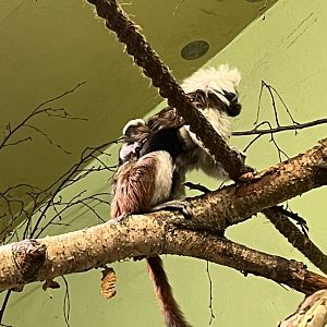 Baby Cotton-topped tamarins 8.6.24