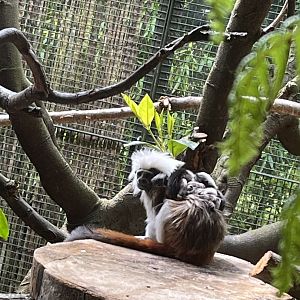 Baby cotton-topped tamarins 8.6.24