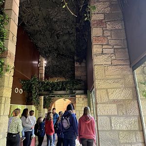 Cotton-topped tamarin using overhead tunnel over visitors 8.6.24