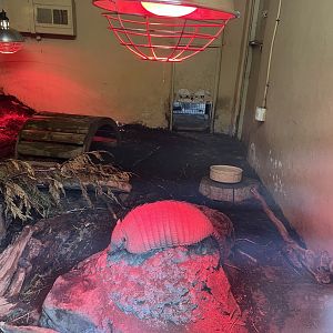 Large hairy armadillo resting 8.6.24