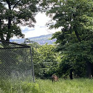 Visayan spotted deer and a view 8.6.24