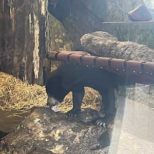 Sun bear tongue  8.6.24