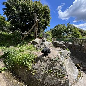 Sun bear resting in its enclosure 8.6.24