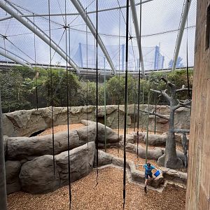 Sumatran orangutan indoors (0.5 version) 29.6.24