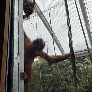 Young Sumatran orangutan 29.6.24