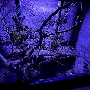 Barbary striped grass mouse enclosure 29.6.24