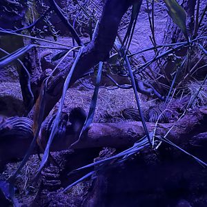 Lots of Barbary striped grass mice 29.6.24