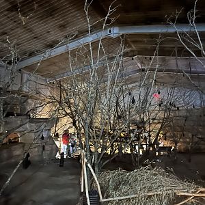 Fruit bat forest 29.6.24