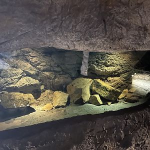 Omani blind cave fish tank 29.6.24