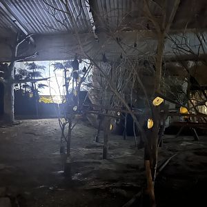 Fruit bat forest 29.6.24